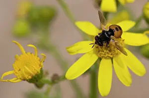 Tachinid: Small fly, Gymnosoma nudifrons, in yellow flower