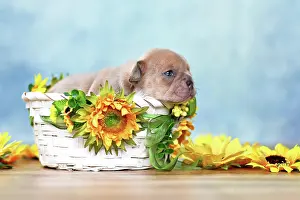 Sale: Small French Bulldog dog puppy lying in white basket