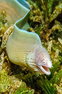 Moray: Small geometric moray (Gymnothorax griseus) with