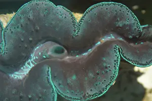 Puzzle: Small Giant Clam