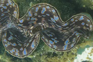 Puzzle: Small Giant Clam