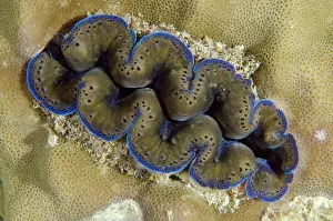 Maxima: Small Giant Clam embedded in coral - NusaBay Menjangan Hotel