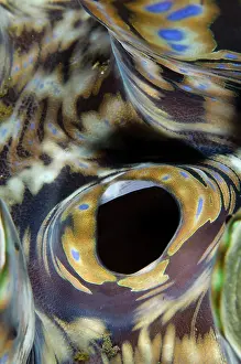 Gastropod: Small Giant Clam - Incurrent siphon and mantle -