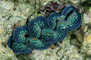 Maxima: Small Giant Clam - NusaBay Menjangan Hotel house reef, West