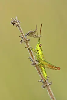 Brachyptera: Small Golden Grasshopper - resting on blade of