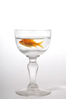 Unusuals: Small goldfish in a small space in a glass of water