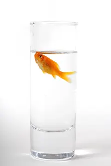 Bored: Small goldfish in a small space in a glass of water