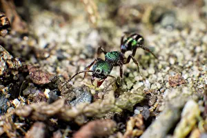 Metallica: Small green ant (Rhytidoponera metallica) with grain