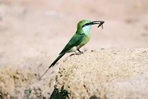 Toes: Small Green Bee-eater