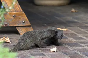 Mongooses: Small Grey Mongoose - pair indulging in mutual grooming