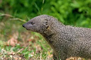 Inhabiting: Small Grey Mongoose - Widespread in Cape Provinces