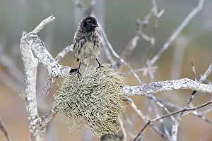 Fuliginosa: Small Ground Finch