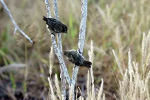 Fuliginosa: Small Ground Finch