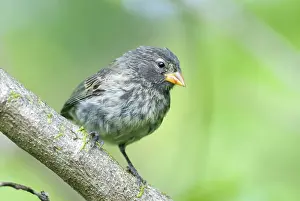 Thraupidae: Small ground finch