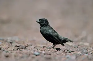 Darwin: Small Ground Finch - One of Darwin's Finches