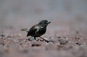Darwin: Small Ground Finch - One of Darwin's Finches