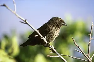 Darwin: Small Ground Finch (Geospiza fuliginosa)