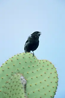 Opuntia: Small Ground Finch - on Opuntia Cactus