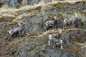 Bighorn: Small group of bighorn sheep (Ovis canadensis) on