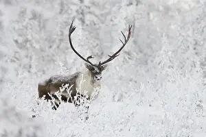 Features: A small group of caribou migrates along the edge