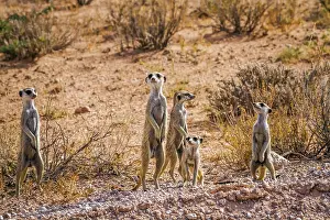 Giving: Small group of Meerkats (Suricata suricatta) in