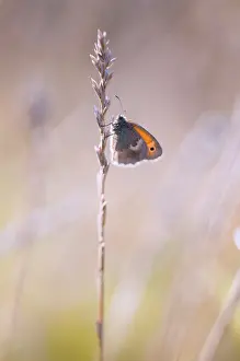 Pamphilus: Small Heath