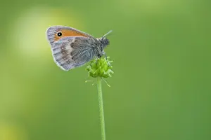 Pamphilus: Small Heath