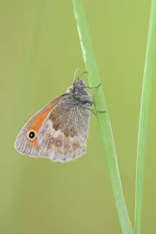 Pamphilus: Small Heath