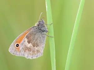 Pamphilus: Small Heath