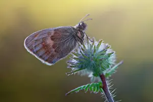 Pamphilus: Small Heath