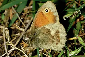 Heaths: SMALL HEATH BUTTERFLY