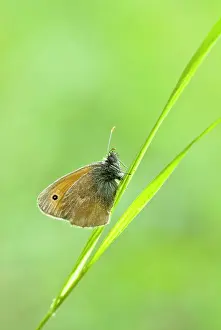 Pamphilus: Small Heath Butterfly