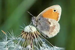 Pamphilus: Small Heath Butterfly - on Dandelion