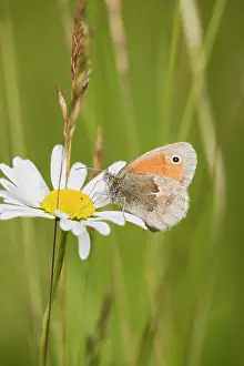 Heaths: Small Heath Butterfly E resting in meadow