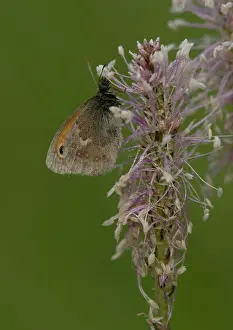 Plantago: Small Heath Butterfly on hoary plantain (Plantago