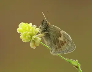 Pamphilus: Small Heath Butterfly June
