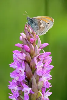 Settled: Small Heath Butterfly - settled on early marsh