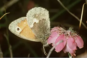 Heaths: SMALL HEATH BUTTERFLY - side view