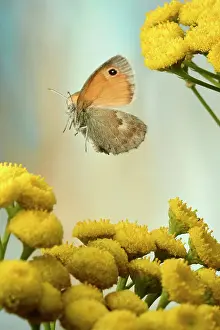 Natu: Small heath (Coenonympha pamphilus), in flight on