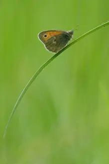 Franche: Small Heath (Coenonympha pamphilus) on grass - Bourgogne