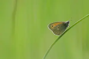 Franche: Small Heath (Coenonympha pamphilus) on grass - Bourgogne