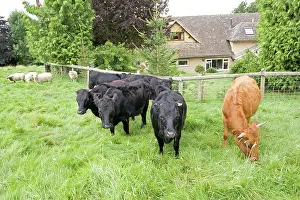 Orphan: Small herd of Dexter cows and orphan lamb in small field
