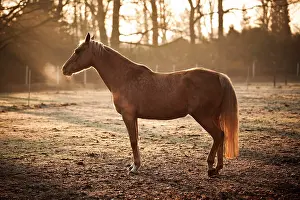 Breath: Small horse, mare, Palomino, dozing on a winter