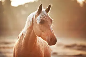 Selective: Small horse, mare, Palomino, North Rhine-Westphalia