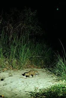 Civet: Small Indian Civet / Rasse / Lesser Indian Civet - at night