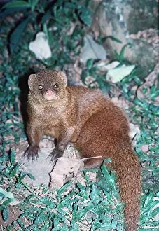 Mongooses: Small Indian MONGOOSE