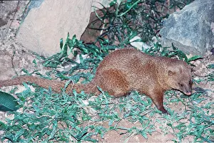 Mongooses: Small Indian MONGOOSE