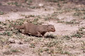 Mongooses: Small Indian MONGOOSE