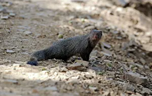 Chris Brunskill: Small Indian Mongoose