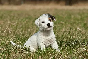 Entire: Small Jack Russell puppy